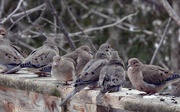 29th Jan 2022 - Mourning Doves