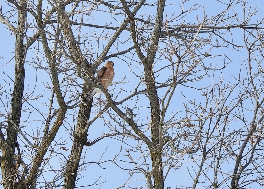Cooper's Hawk by sunnygreenwood