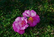 4th Jul 2022 -  Two Fallen Camellias ~  