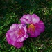  Two Fallen Camellias ~   by happysnaps