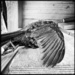 Blackbird by mastermek