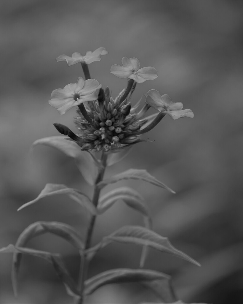 July 3: Garden Phlox by daisymiller