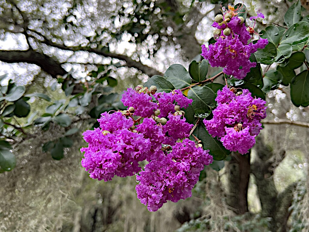 Beautiful crape myrtles are in bloom all over our city now. by congaree