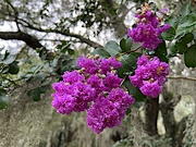 3rd Jul 2022 - Beautiful crape myrtles are in bloom all over our city now.