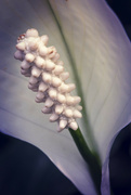 3rd Jul 2022 - Peace Lily Flower