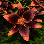 3rd Jul 2022 - Forever Susan Asiatic Lily