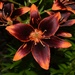 Forever Susan Asiatic Lily by sandlily