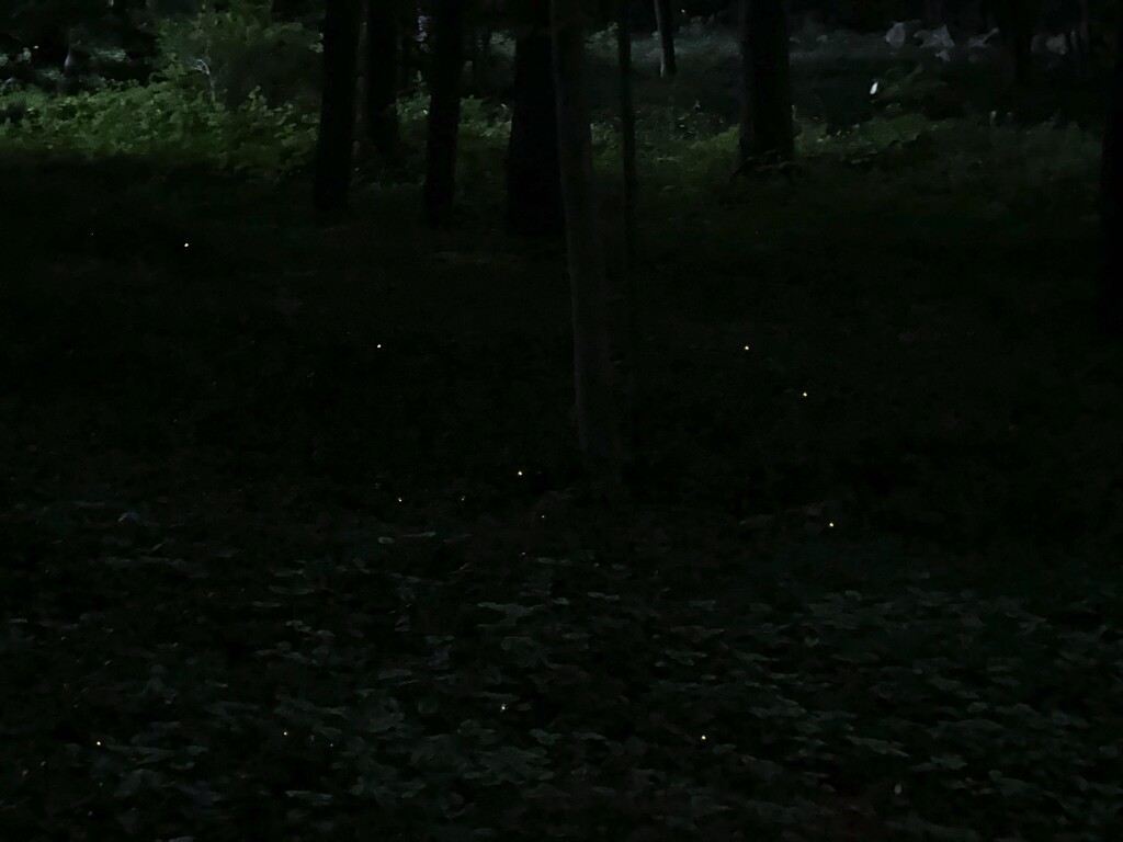Fireflies by berelaxed