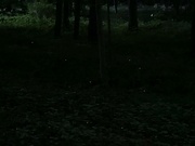 3rd Jul 2022 - Fireflies