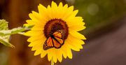 3rd Jul 2022 - Sunflower and Monarch!