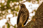 3rd Jul 2022 - My Red Shouldered Hawk Friend Was Calling Out!