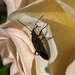 Bug by joysabin