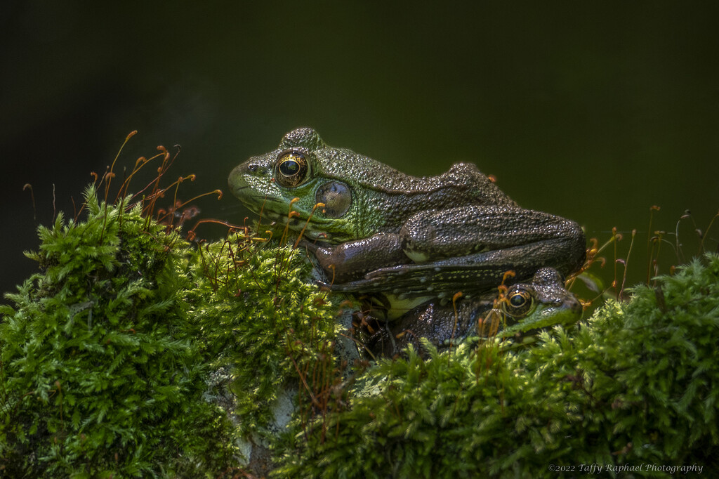 Two Frogs Comfortable in their World by taffy