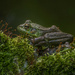 Two Frogs Comfortable in their World