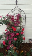 3rd Jul 2022 - Clematis and Roses