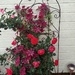 Clematis and Roses