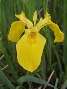 29th May 2022 - Yellow Iris