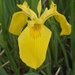 Yellow Iris by princessicajessica