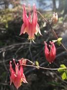 23rd May 2022 - Red Columbine