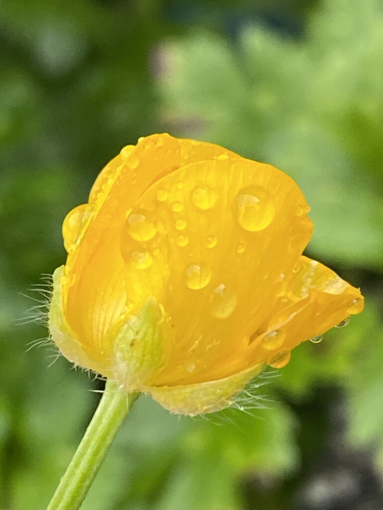 Raindrops and Buttercup  by clay88