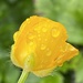 Raindrops and Buttercup  by clay88