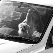 4th Jul 2022 - Dogs in cars 