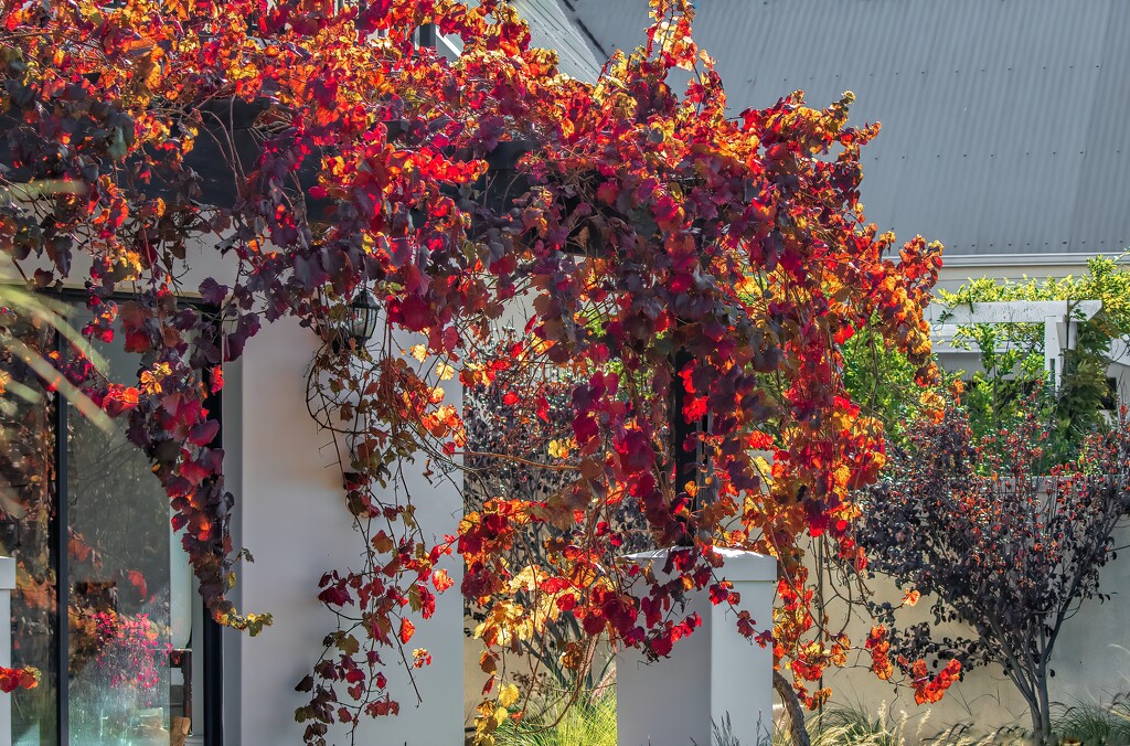 Vine on the pergola by ludwigsdiana