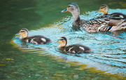 29th May 2022 - Little Ducks out for a swim