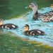 Little Ducks out for a swim by gq