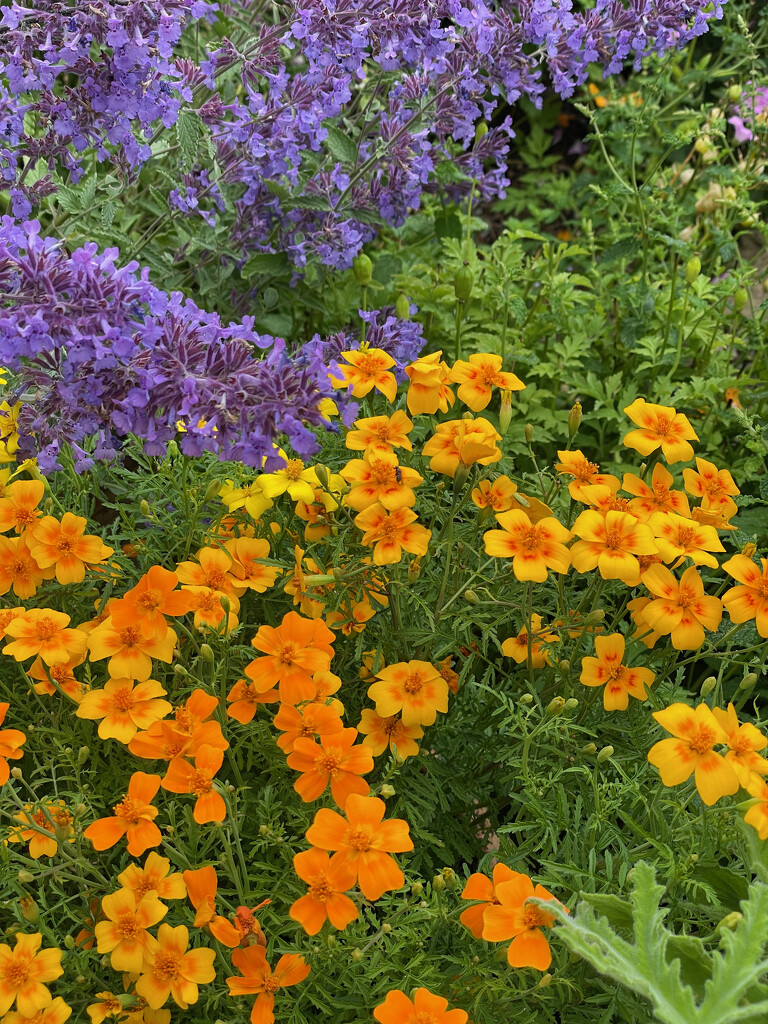 Marigolds and Cat Mint by 365projectmaxine