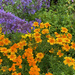 Marigolds and Cat Mint by 365projectmaxine