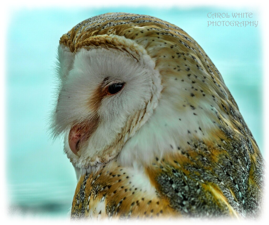 Barn Owl by carolmw