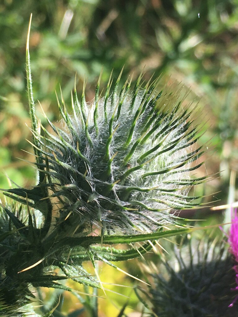 Thistle bud by 365anne