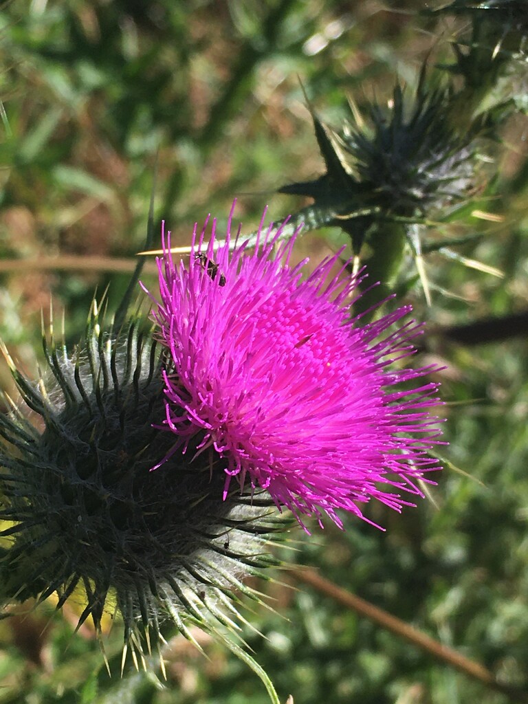Thistle flower by 365anne