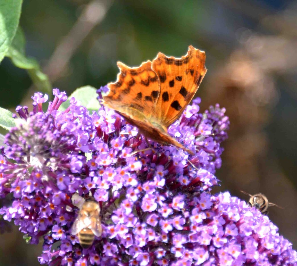 Comma Butterfly and Bees by arkensiel