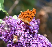 4th Jul 2022 - Comma Butterfly and Bees