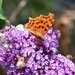 Comma Butterfly and Bees