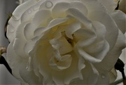 4th Jul 2022 - white rose