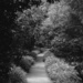 Garden Path by blueberry1222
