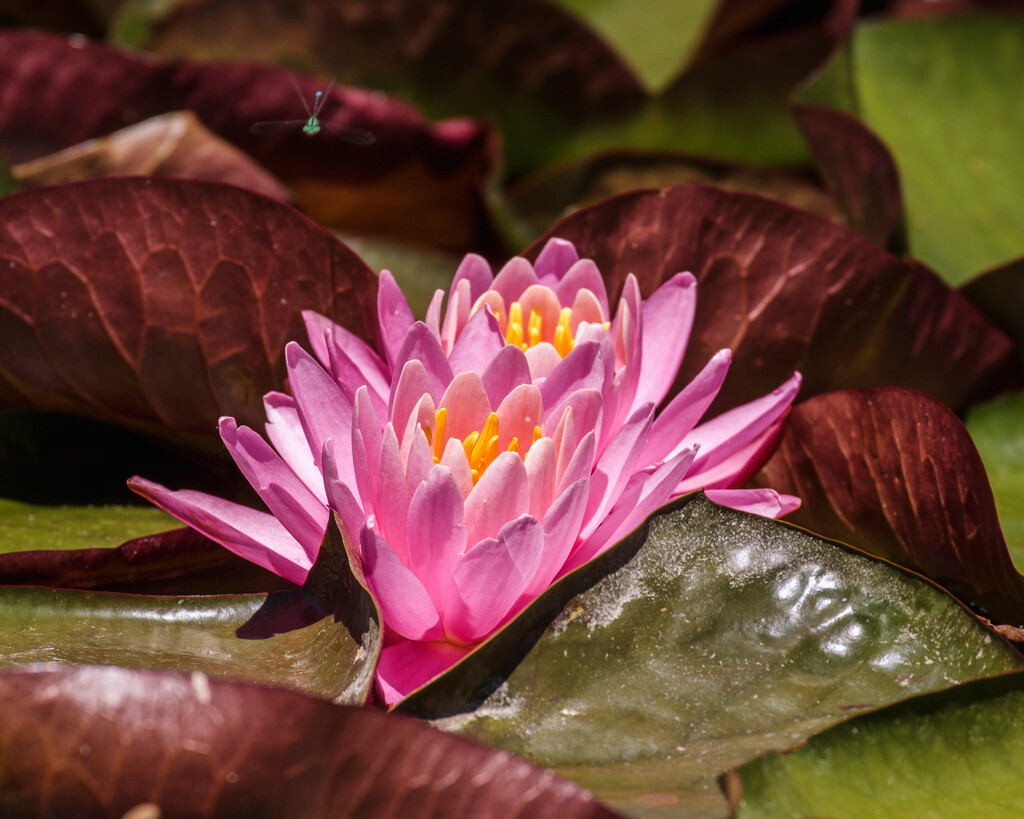 water lily by aecasey
