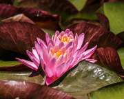 1st Jul 2022 - water lily