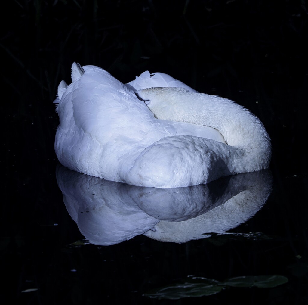Sleeping Swan. by tonygig