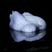 Sleeping Swan. by tonygig