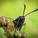 Cinnabar Moth. by gamelee