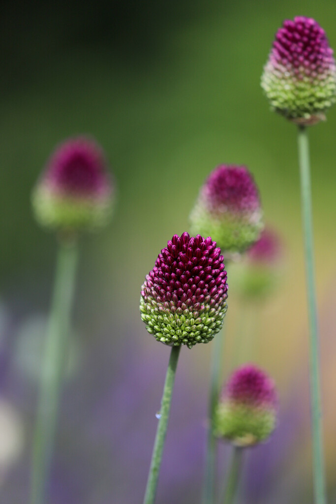 Allium sphaerocephalon by phil_sandford