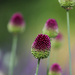 Allium sphaerocephalon by phil_sandford
