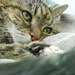 My Wee Cat by sanderling