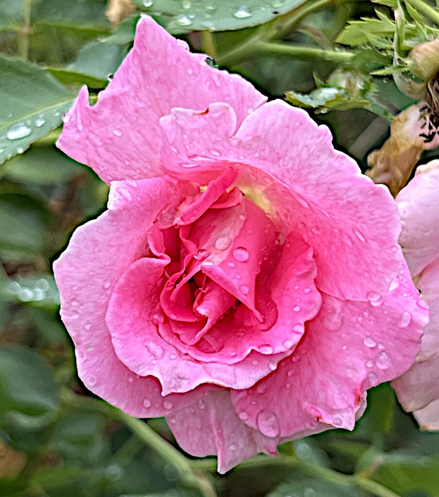 Rose and raindrops by congaree