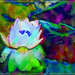 Water lily - abstract 