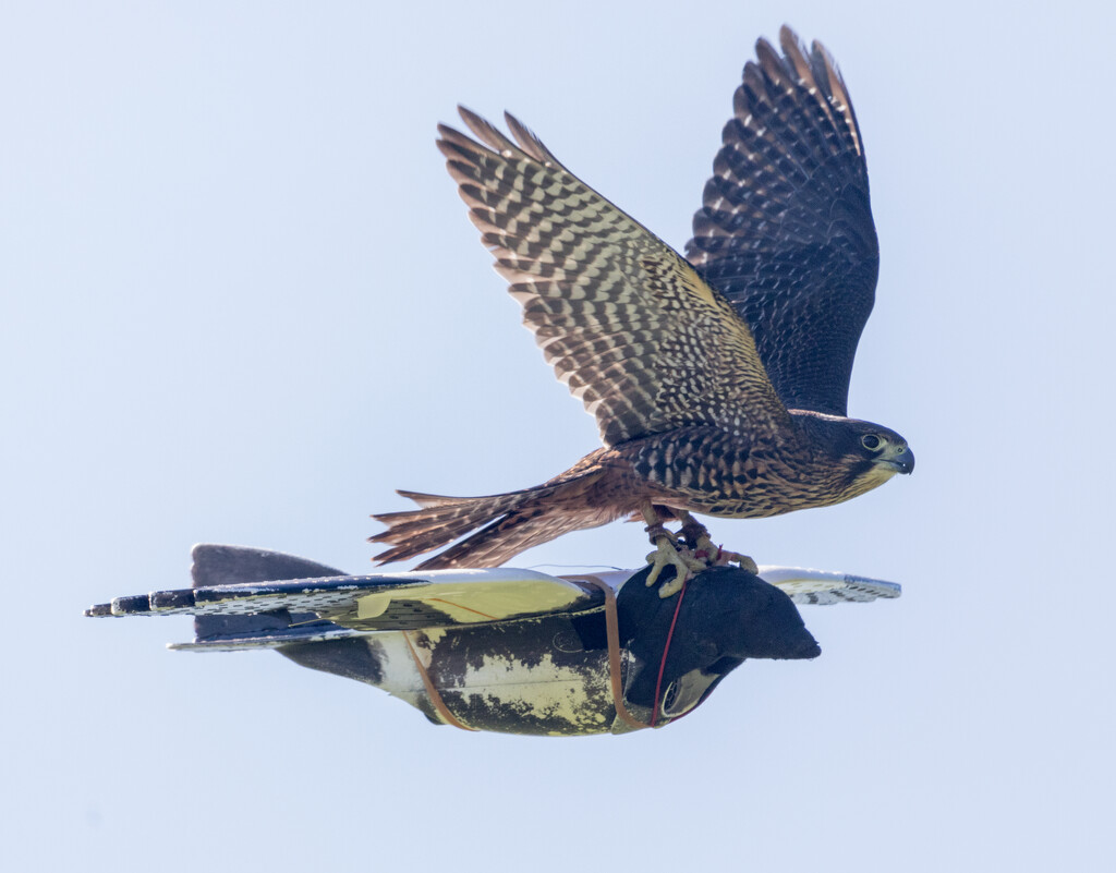 NZ Falcon attacks drone for training purposes by creative_shots